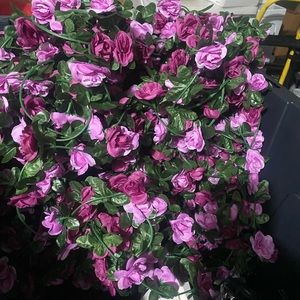 Purple Vines